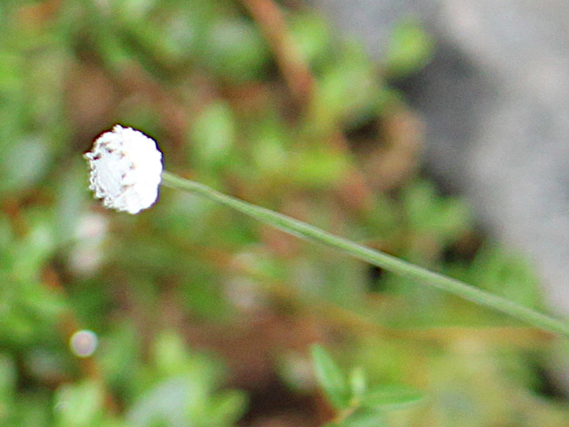 Eriocaulon nudicuspe