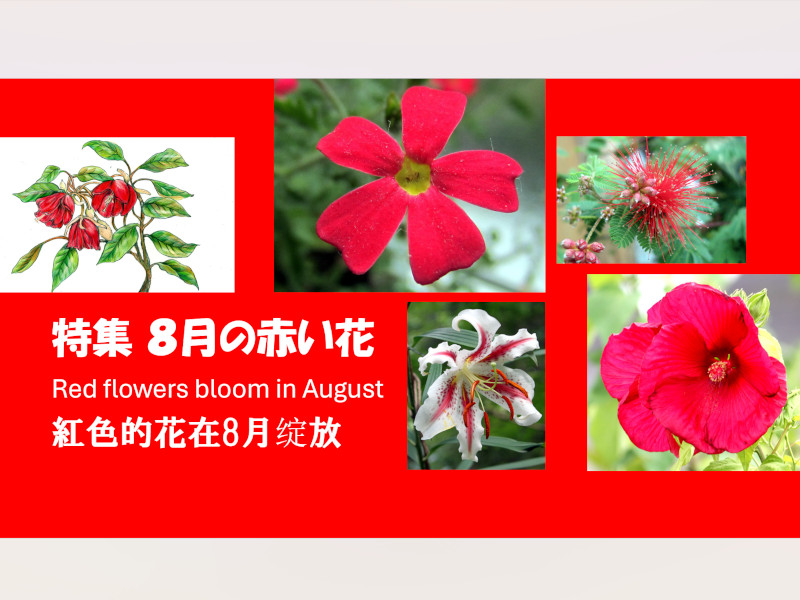 Red flowers bloom in August