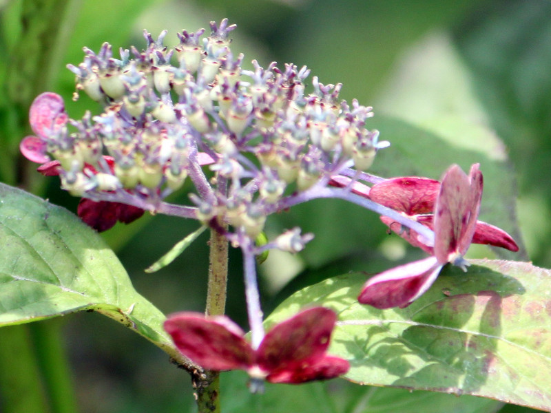 山紫陽花の種類 学名 Hydrangea Serrata かぎけん花図鑑