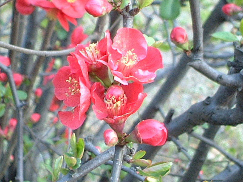 ボケ Chaenomeles Speciosa かぎけん花図鑑