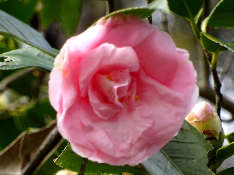 Camellia miura-otome