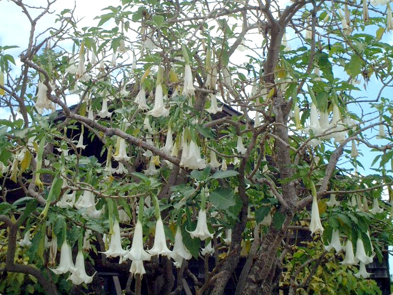 キダチチョウセンアサガオ Brugmansia かぎけん花図鑑