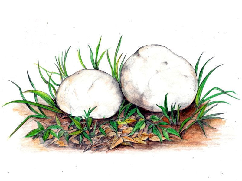 Calvatia nipponica