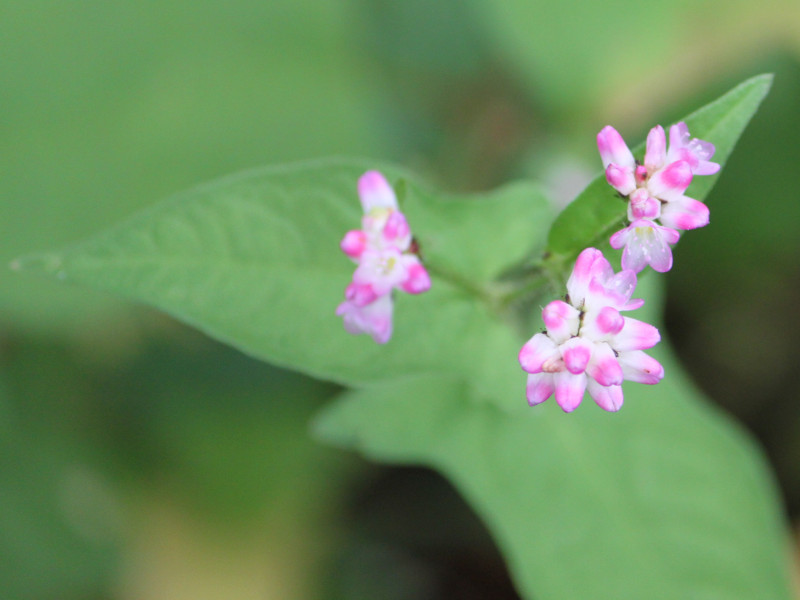 Persicaria senticosa