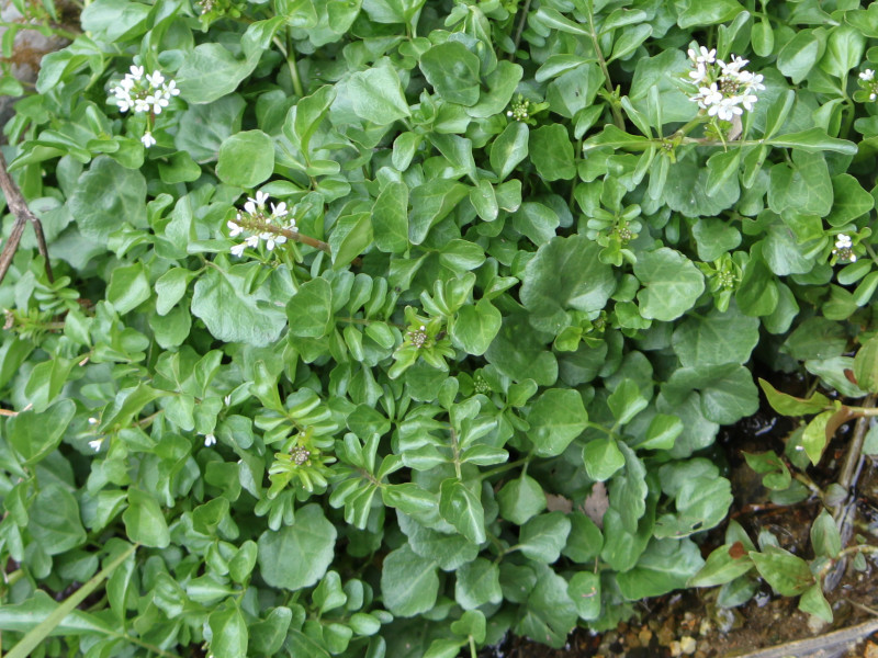 Cardamine longifructa