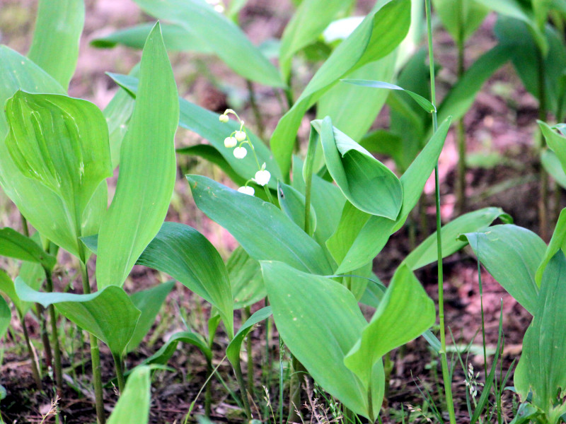 Lily of the valley