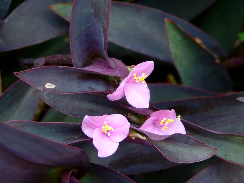 Tradescantia pallida