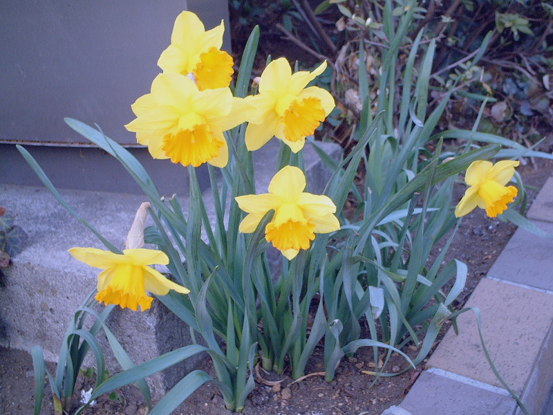 Trumpet daffodils