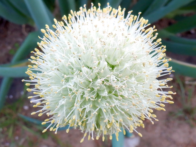 Welsh onion