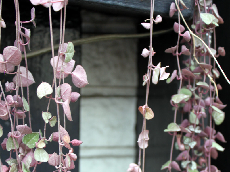 ハートカズラ Ceropegia Woodii かぎけん花図鑑