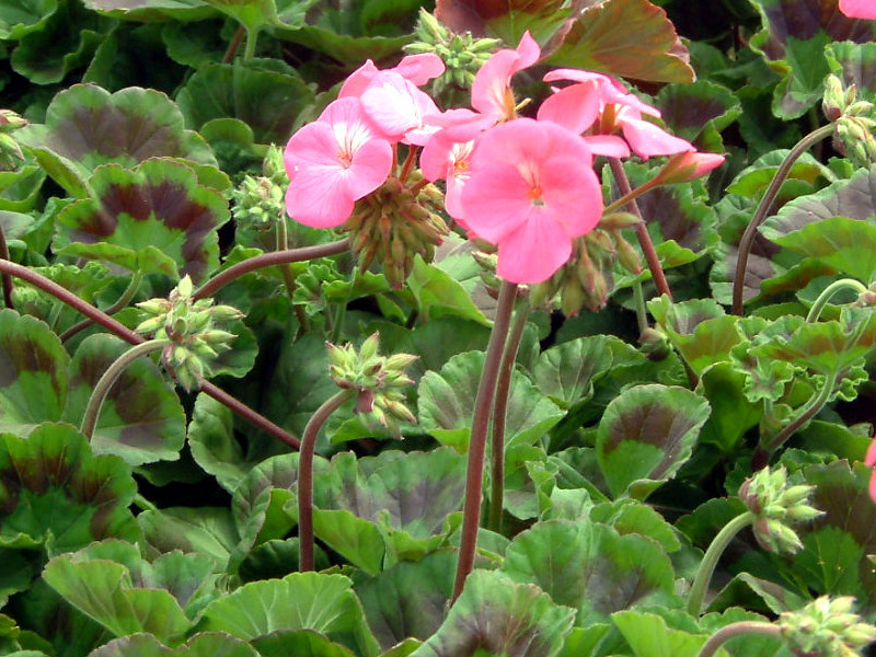 ゼラニウム Pelargonium Hortorum かぎけん花図鑑