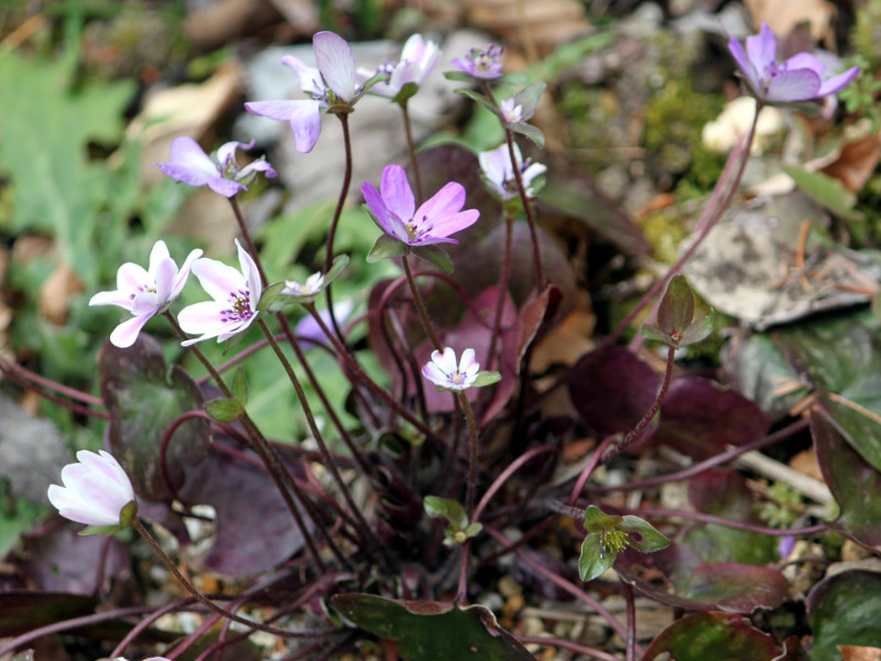 大三角草 Hepatica Nobilis Var Japonica F Magna 科技研花图画书