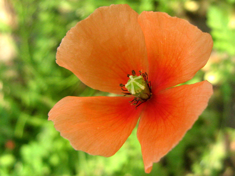 Long headed poppy