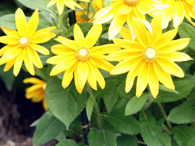 ルドベキア プレーリー サン Rudbeckia Hirta Cv Prairie Sun かぎけん花図鑑