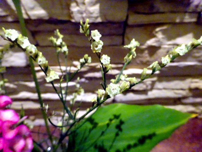 Limonium hybrid