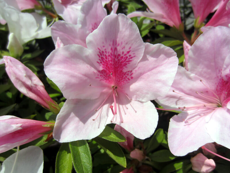 ツツジ Rhododendron Ferrugineum かぎけん花図鑑