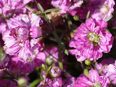 Gypsophila muralis