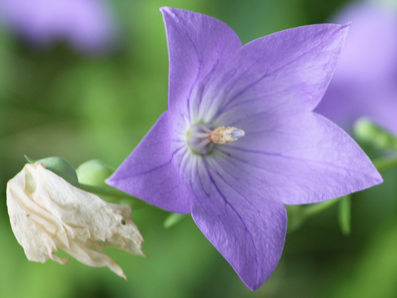 Apoi balloon flower