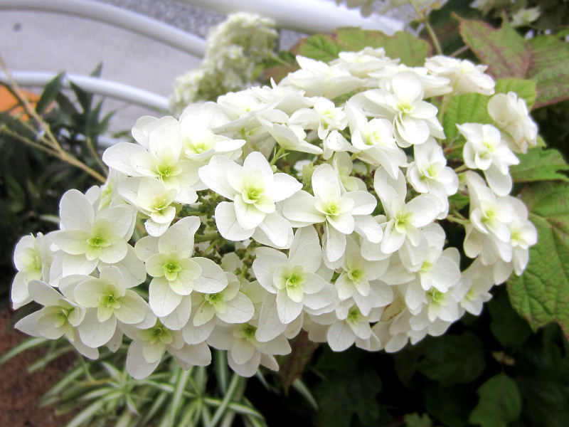 カシワバアジサイ Hydrangea Quereifolia Snow Flake かぎけん花図鑑