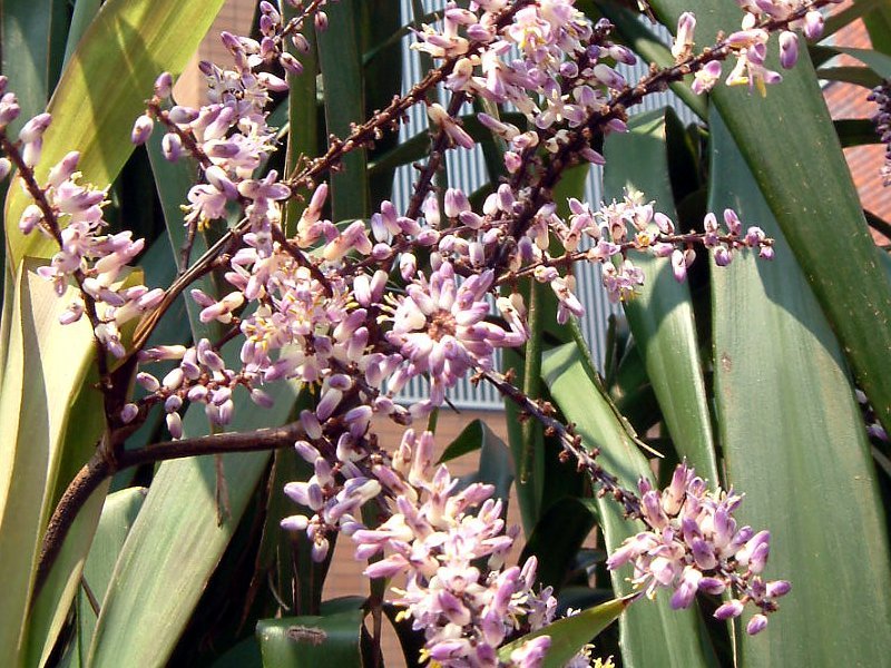 Cordyline stricta