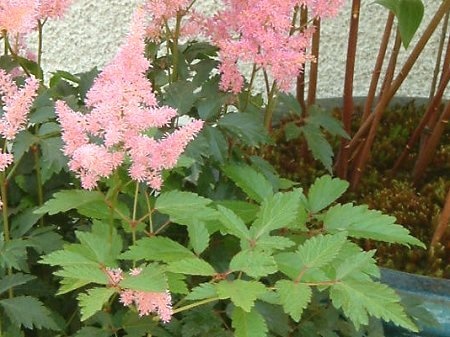 Astilbe arendsii