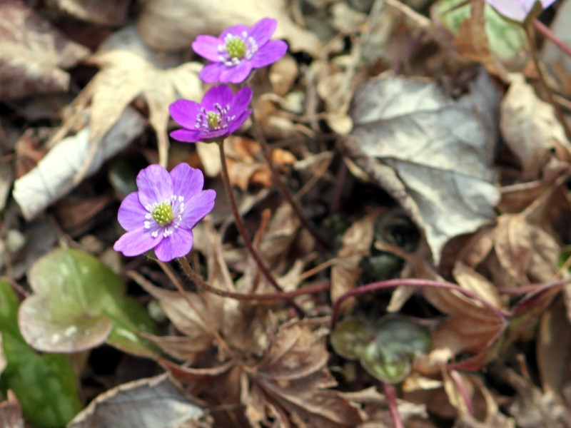 大三角草 Hepatica Nobilis Var Japonica F Magna 科技研花图画书