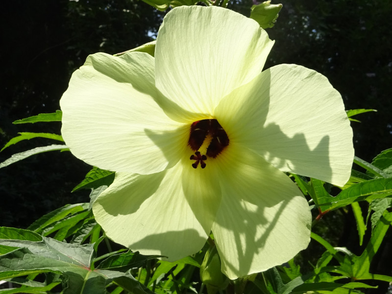 誕生花　8月24日　花オクラ（トロロアオイ）