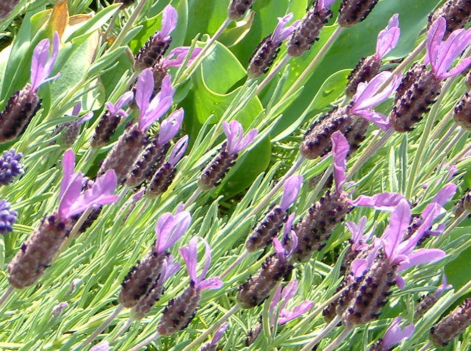 フレンチラベンダー Lavandula Stoechas かぎけん花図鑑