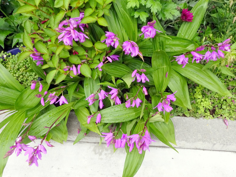 Bletilla striata 