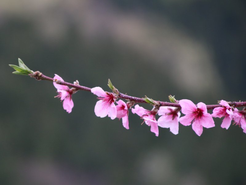 モモ Amygdalus Persica かぎけん花図鑑