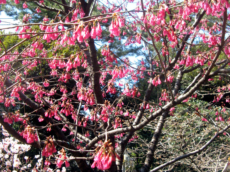 钟花樱花