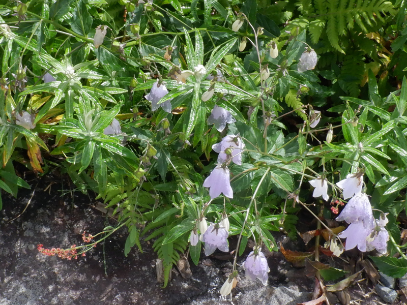 Adenophora nikoensis