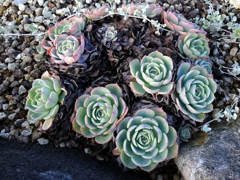 七福神 Echeveria Secunda 科技研花图画书