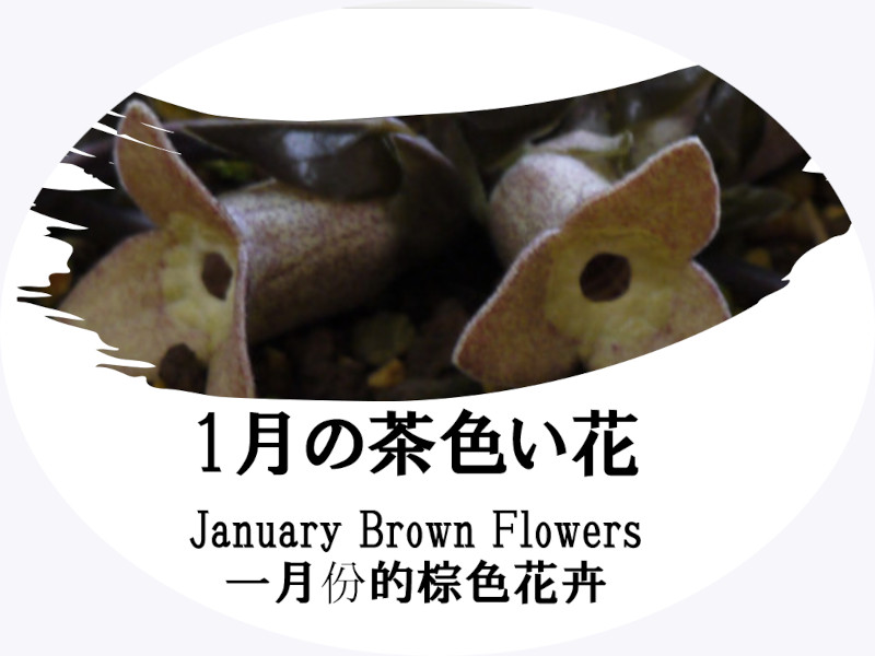 1月の茶色い花一覧