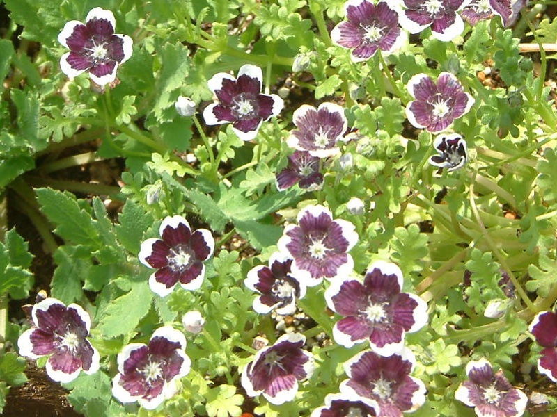 ネモフィラ メンジージー ペニーブラック Nemophila Menziesii Var かぎけん花図鑑