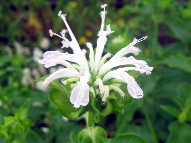 ベルガモット Monarda Didyma かぎけん花図鑑