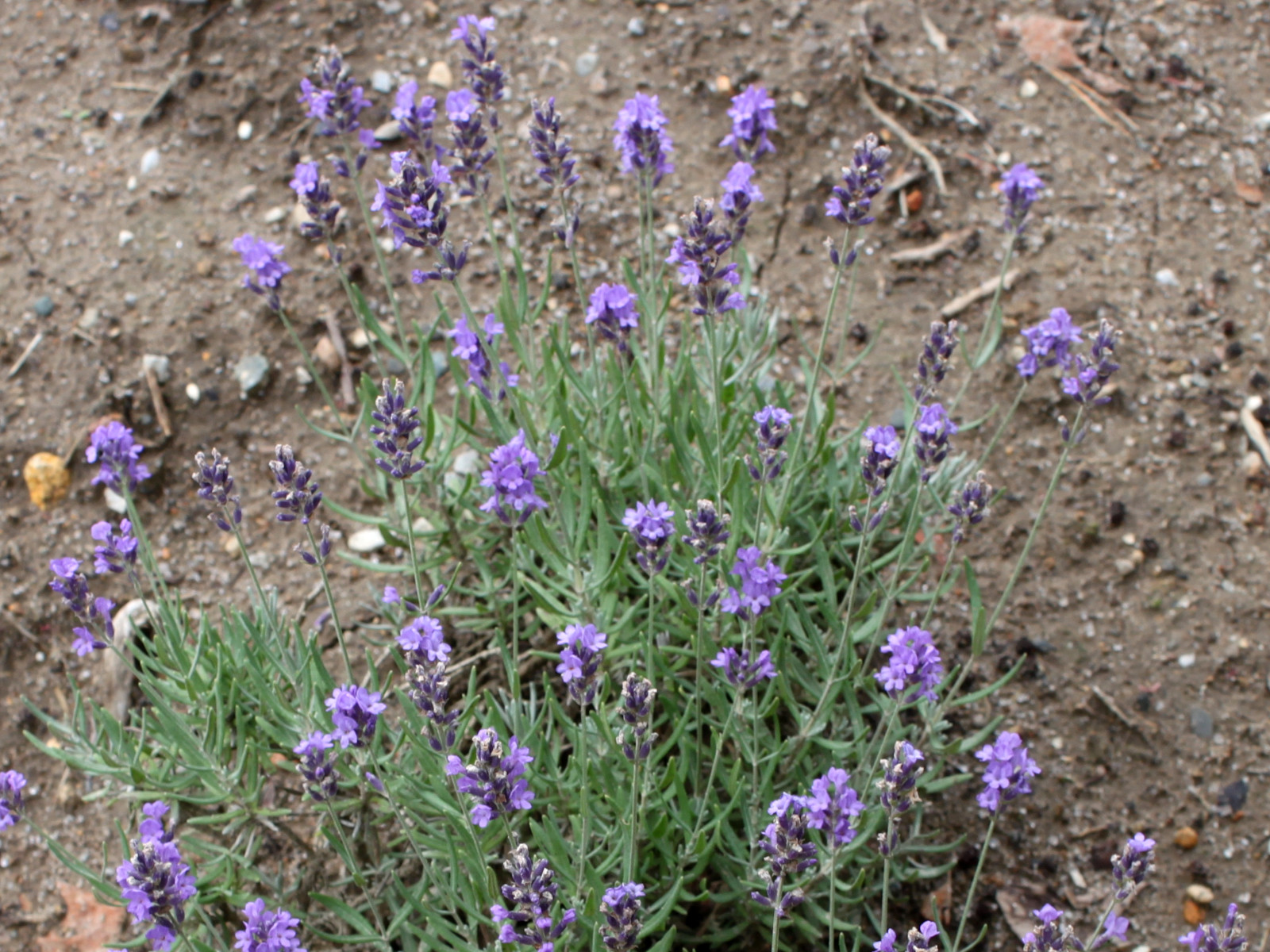 イングリッシュラベンダー Lavandula Angustifolia かぎけん花図鑑