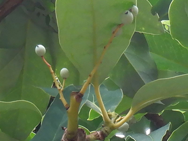 Daphniphyllum macropodum