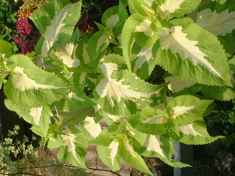 コリウス Coleus かぎけん花図鑑