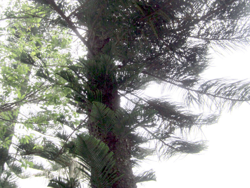 Norfolk Island Pine