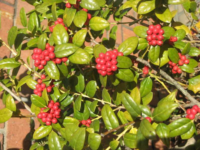 セイヨウヒイラギ Ilex Aquifolium かぎけん花図鑑