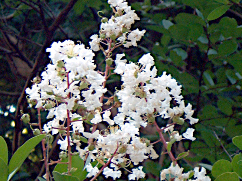 Lagerstroemia Indica