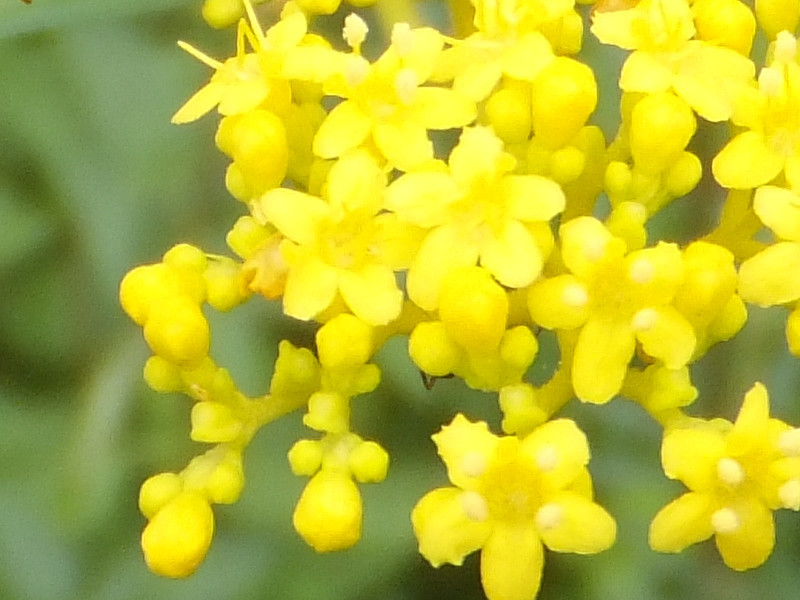 誕生花 8月16日 唐糸草 女郎花 かぎけん花図鑑