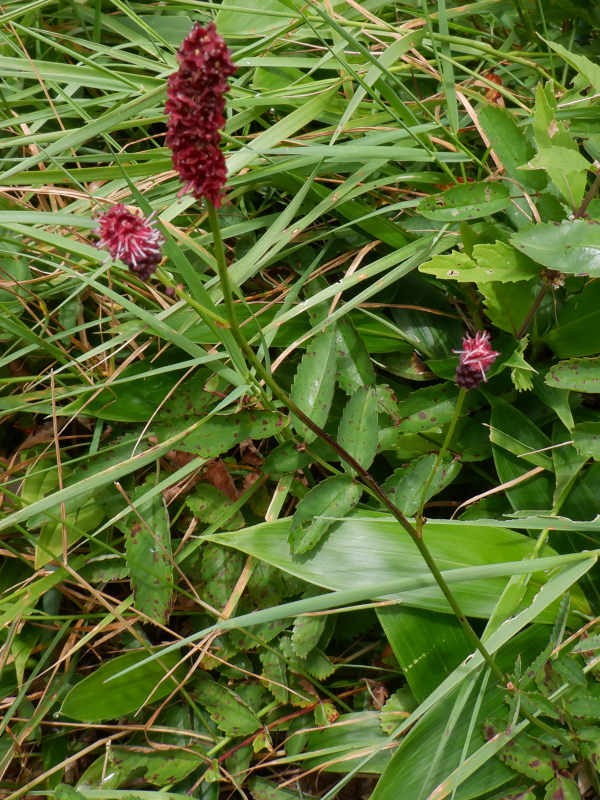 Waremokou or Sanguisorba