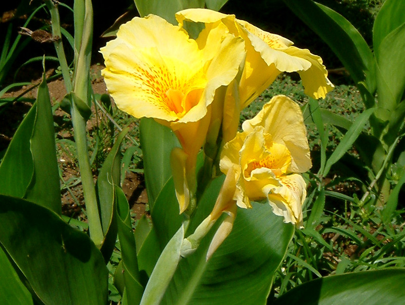 カンナ Canna Indica Hybrid かぎけん花図鑑