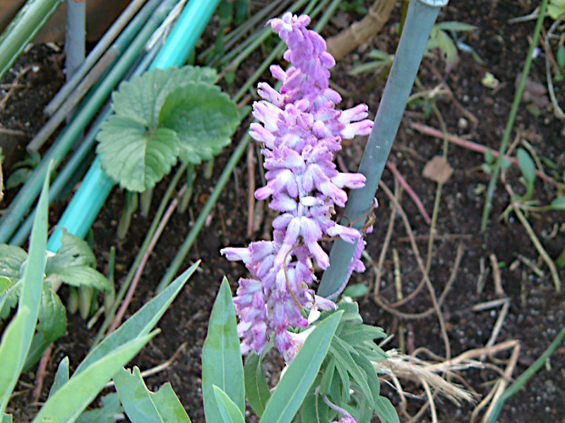 サルビア レウカンサ フェアリーピンク Salvia Leucantha Fariy Pink かぎけん花図鑑