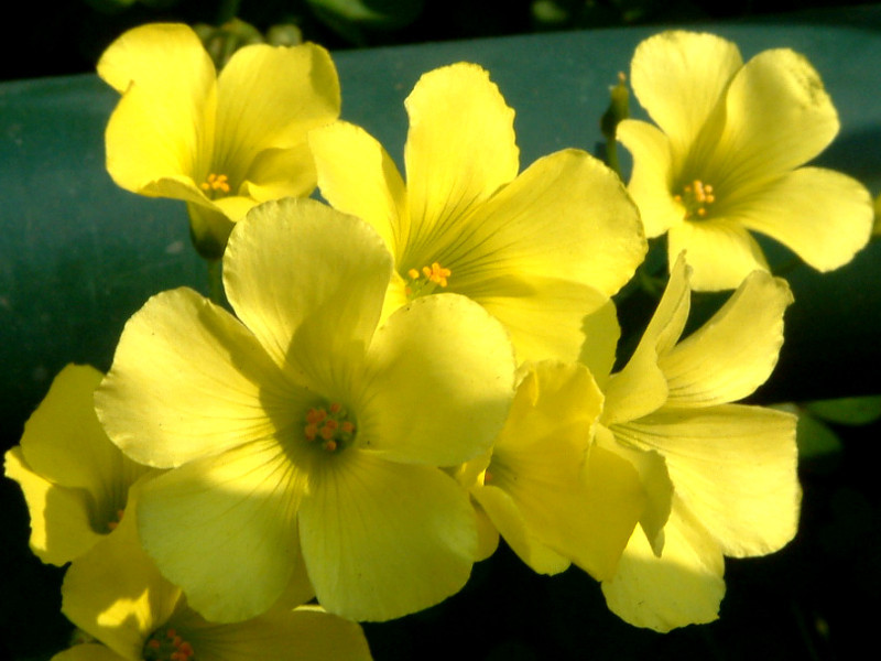 Buttercup oxalis