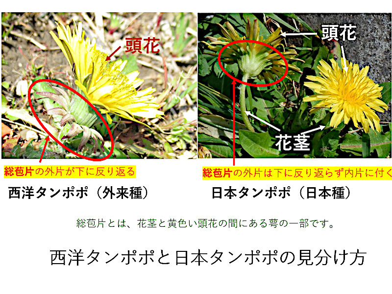 Taraxacum officinale