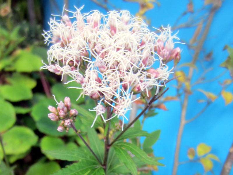 Eupatorium japonicum