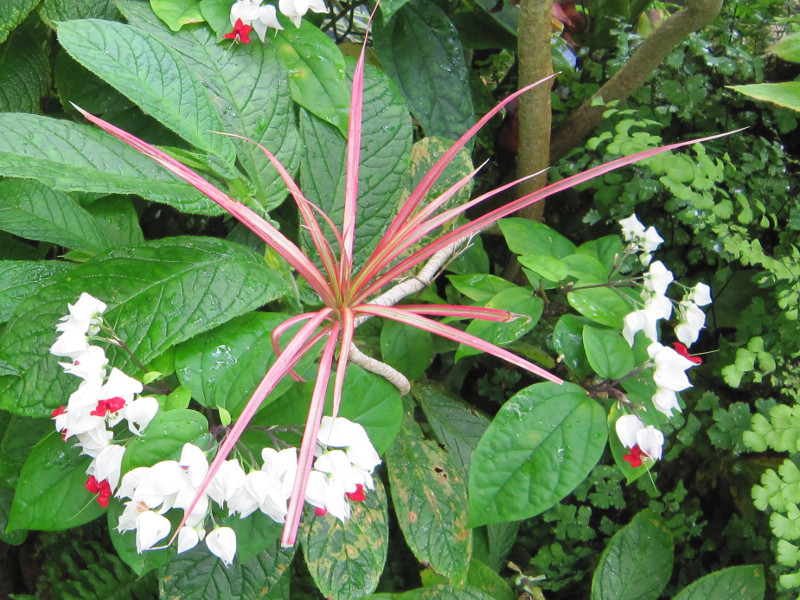 Harlequin glory bower